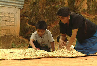 Drying Fair Trade coffee beans at LaTrinidad Cooperative in Oaxaca