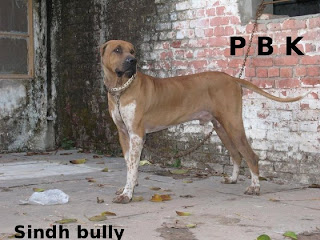 pakistani bully image