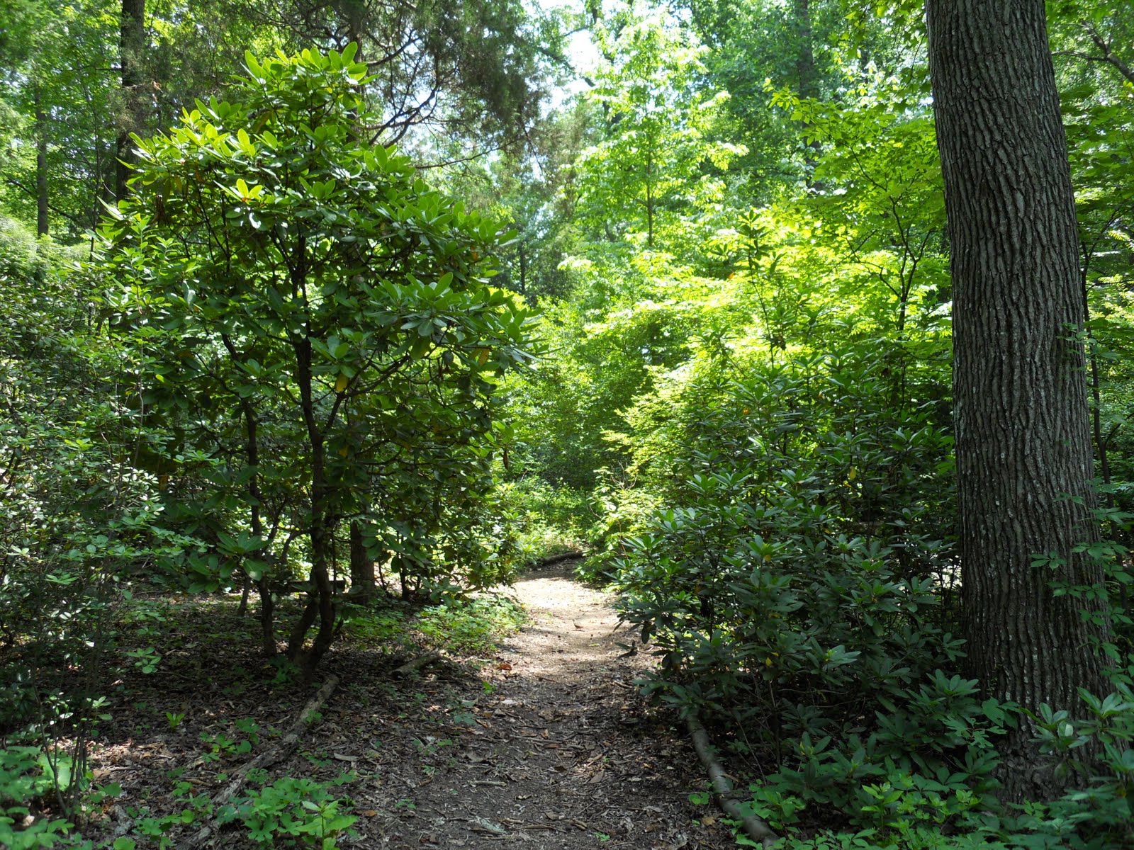 Nick's travel Charlotte, city of trees