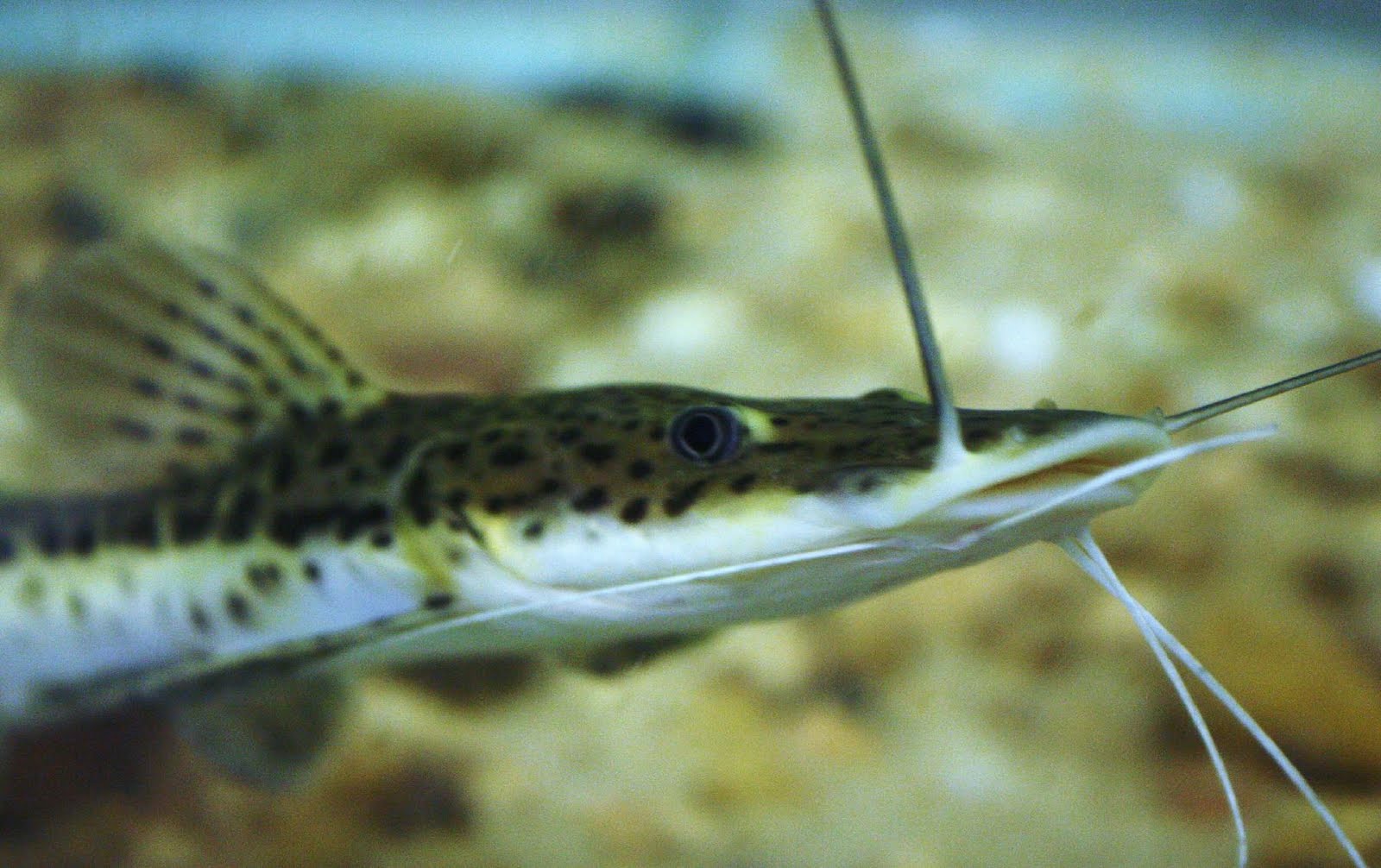 AquaticDawn Redtailed catfish tiger shovelnose hybrid