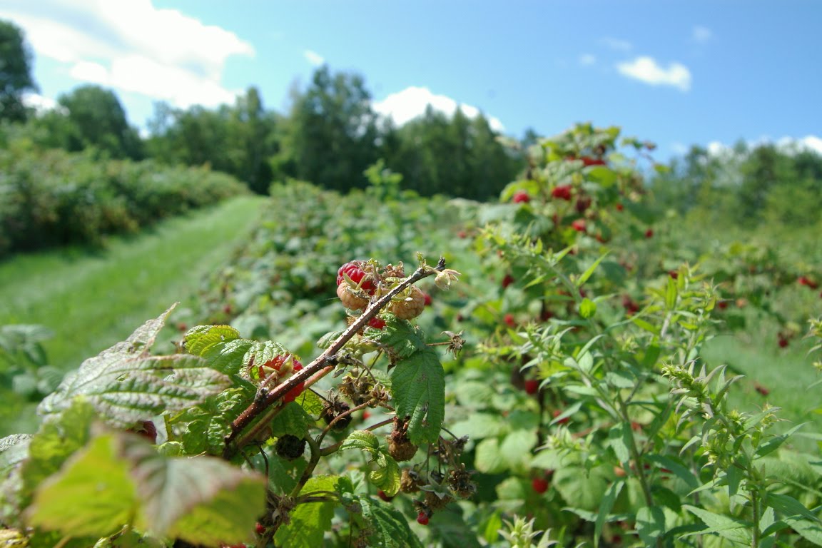 Duey's Blog Blueberry & Raspberry PICKING