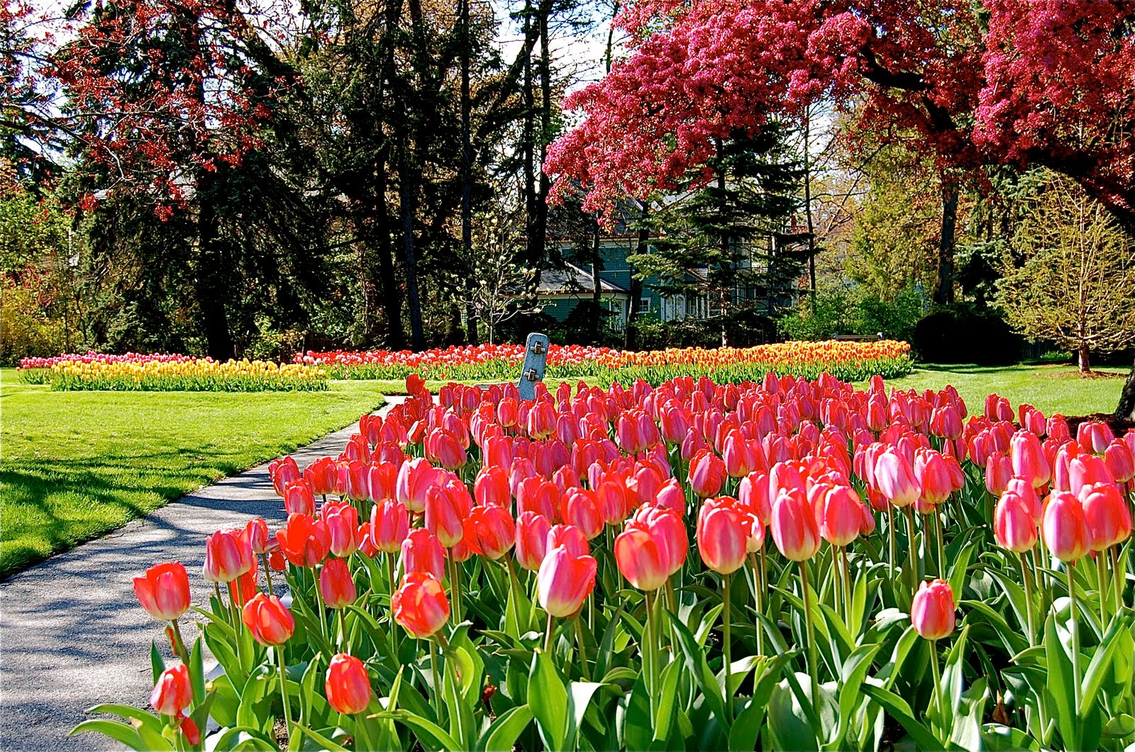 pORTcITYdAILYpHOTO Tulip Garden