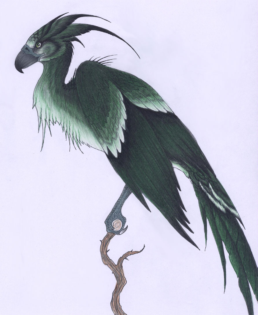 Augurey Riddle HOGWARTS SCHOOL of INDONESIA♥: :: Augurey :: (dikenal juga sebagai ...