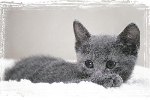 Berrykit~Kit~She-Cat
