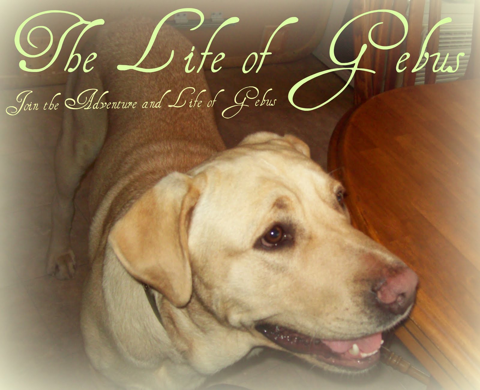 The Life of Gebus