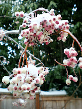 'Pink Pagoda' sorbus in snow