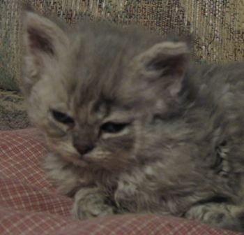 [bluesilverboy0307a.jpg]