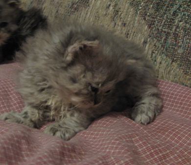 [bluesilverboy0307b.jpg]