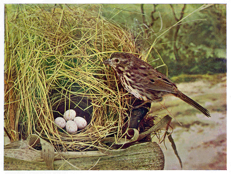 Nature Observations And Meanings Song Sparrow Interdependence