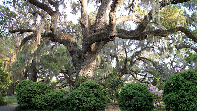 Brookgreen