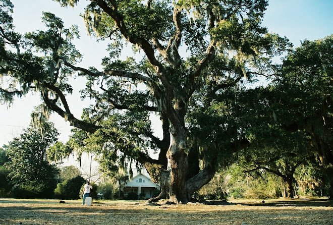Washington Oak