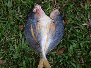 PRODUK PERIKANAN DAN PERTANIAN: Gambar-gambar Ikan Masin