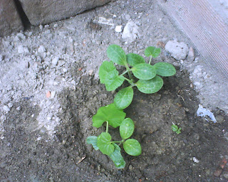 CALABAZAS MINIATURA DECORATIVAS: EL CULTIVO