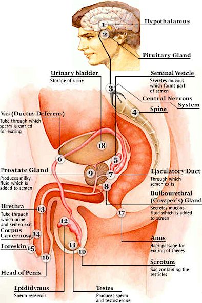 Anal Anatomy Porn - Anatomy of deep anal fisting - Excellent porn