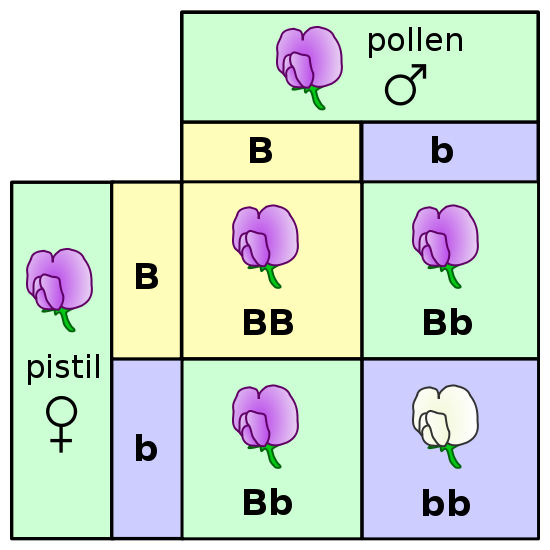 Johnson Life Science Henry World School: Activity # 61 : Gene Squares