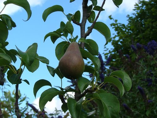 [Pear+tree.jpg]