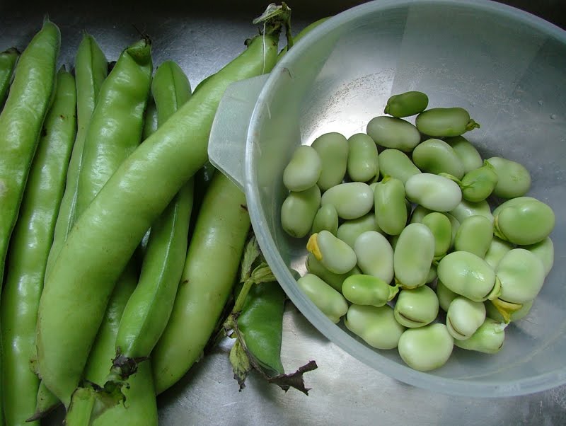Raising Seedlings Harvests
