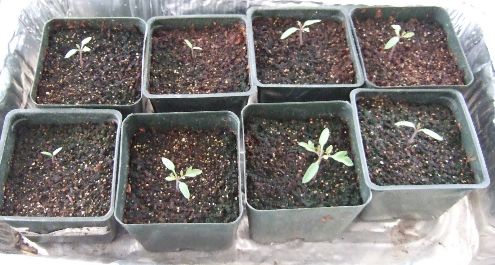 cherry tomato seedlings growing horizontally