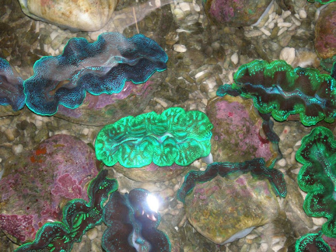 Ultra Crocea