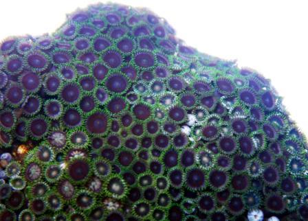 Zoanthid 1