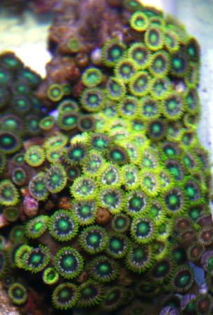 Zoanthid 2