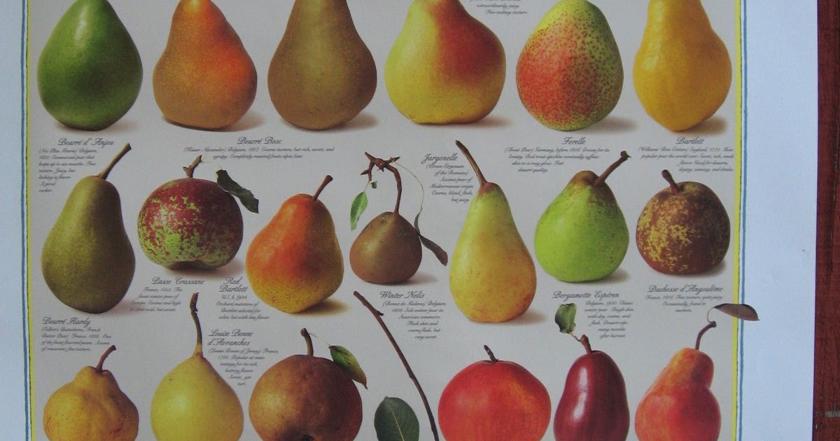 Asian pears, Sonoma Farm Trail TeczcapeAn Escape to Food