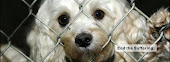 Shut Down Puppy Mills