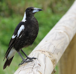 australian australia birds magpie melbourne sydney dig deep