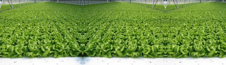 Cultivo Hidropónico