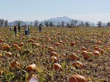 Apple Annie's Pumpkin Patch