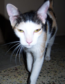 புலி கூட பூனை இனம் தான்...