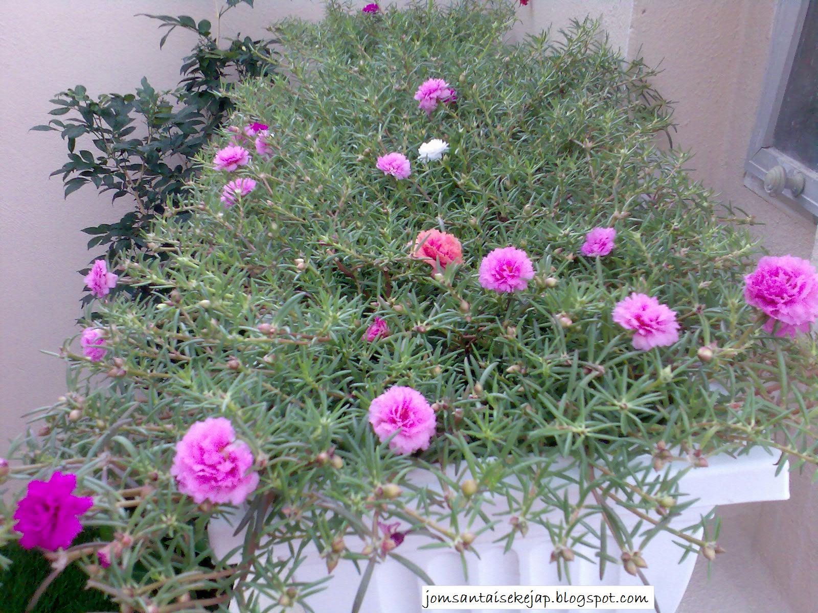 JOMSANTAISEKEJAP: BUNGA ROS JEPUN