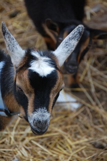 Wrensong Farm: Random Goat Shots....