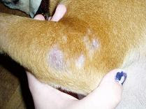 skin cancer in dogs,dog skin cancer,dog tumours,skin cancer,dogs