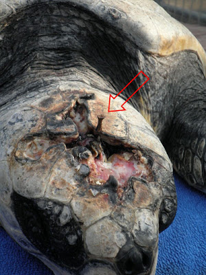 Κάρφωσαν δύο καρφιά στο κεφάλι μιας θαλάσσιας χελώνας