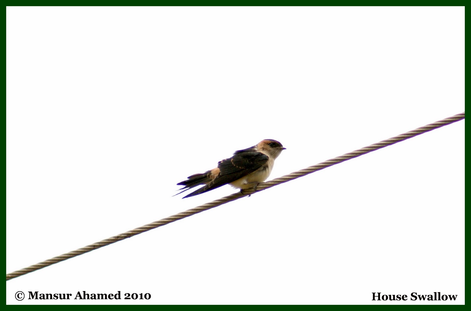 My Experience with Birds House Swallow