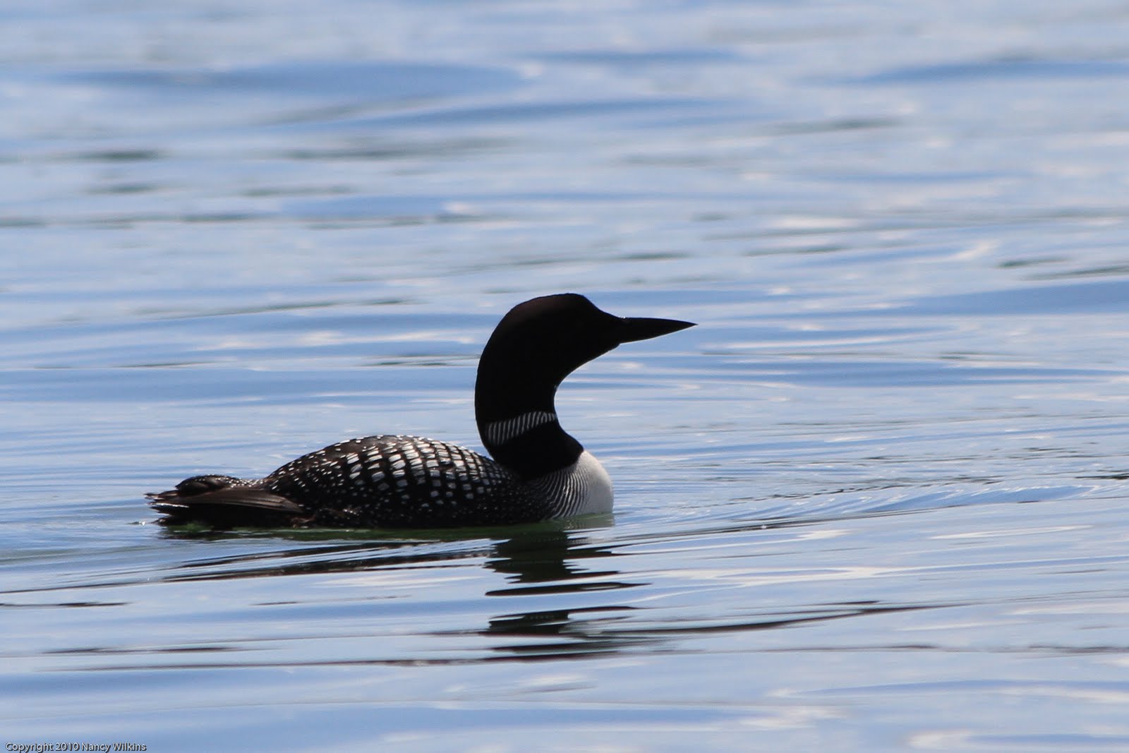 Wings & Wildflowers Minnesota Loons