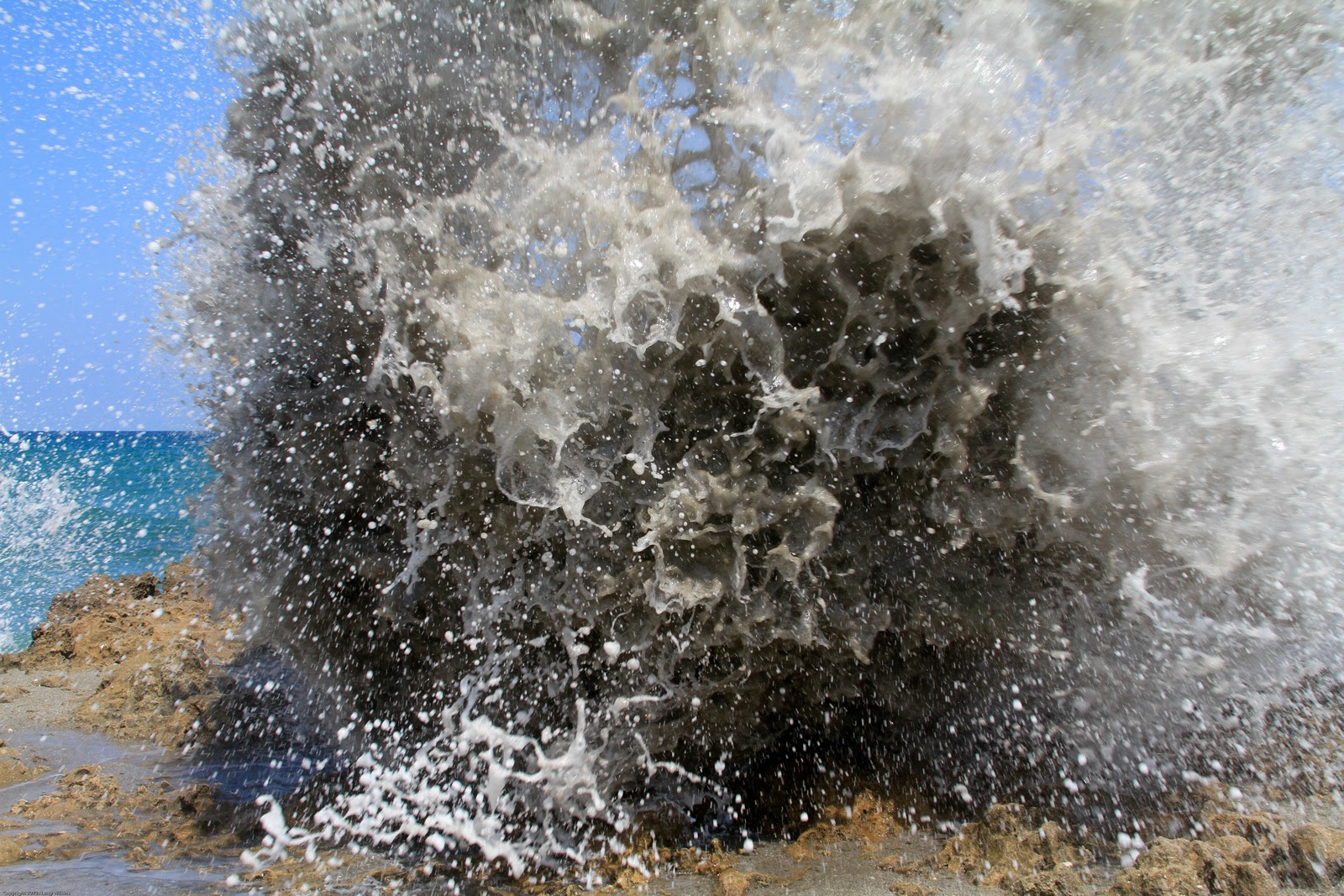 Wings & Wildflowers Blowing Rocks Preserve, Jupiter FL
