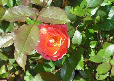 bensozia: First Roses