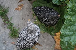 Backyard Antics: Sexing Barred Rock Chicks