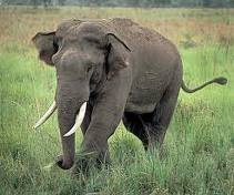 Jim Corbett National Park- Elephant walk