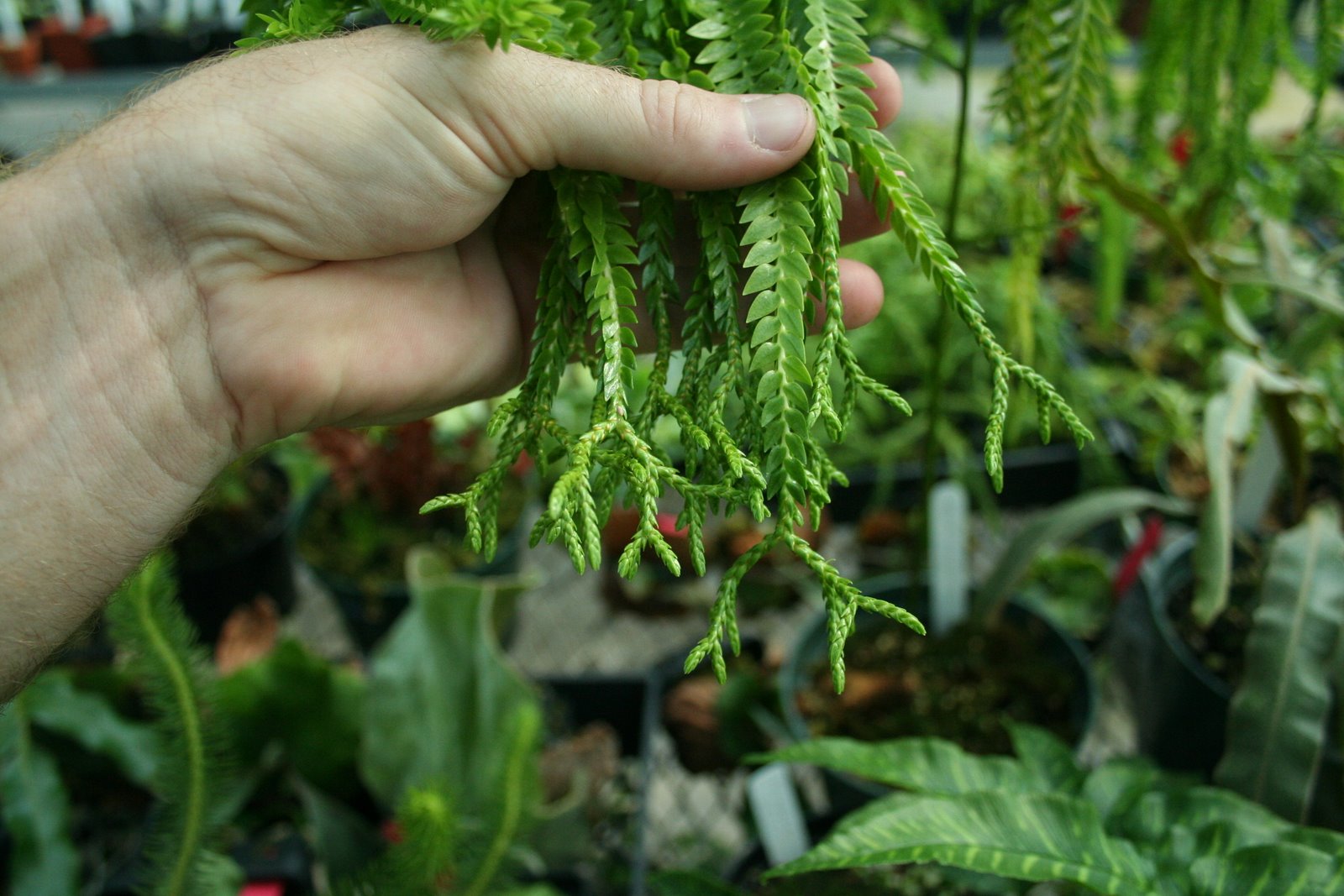 Huperzia (Lycopodiaceae) club moss Huperzia phlegmariodes