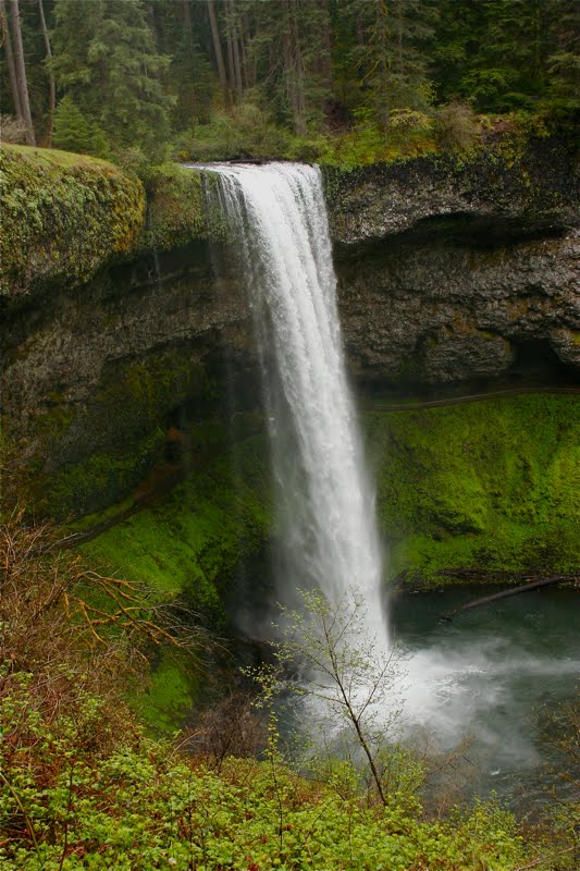 Northeast Road Trip >> Colorado Lifestyle: Oregon: Silver Falls State Park Northeast Road Trip >> Colorado Lifestyle: Oregon: Silver Falls State Park