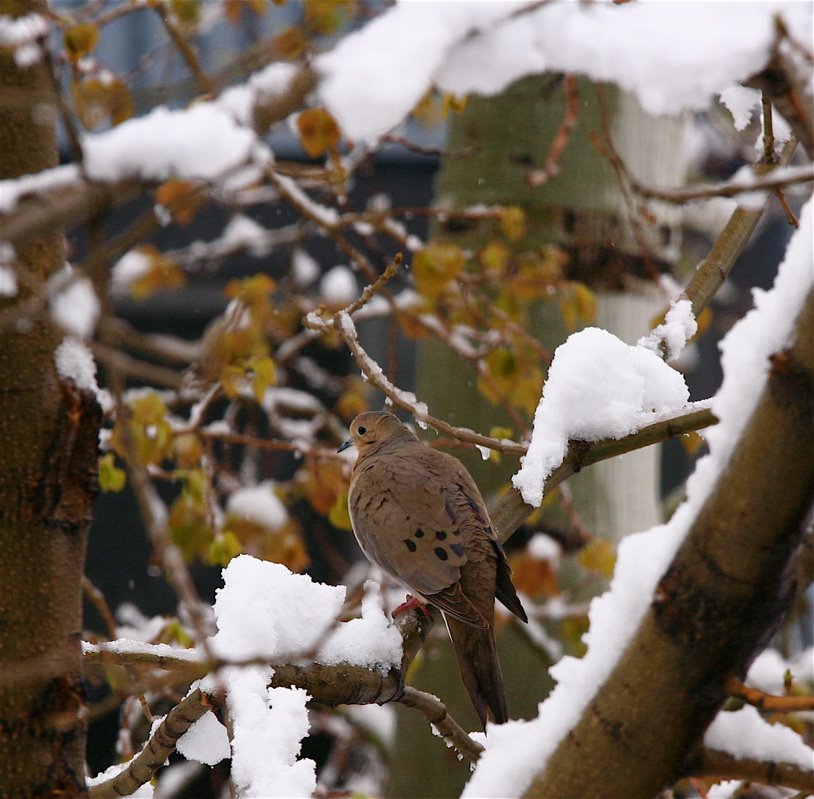 [dove+in+snow.jpg]