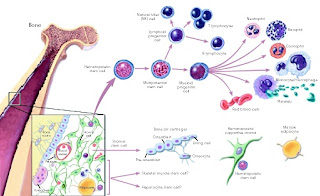 Adult Stem Cell Enhancers 118