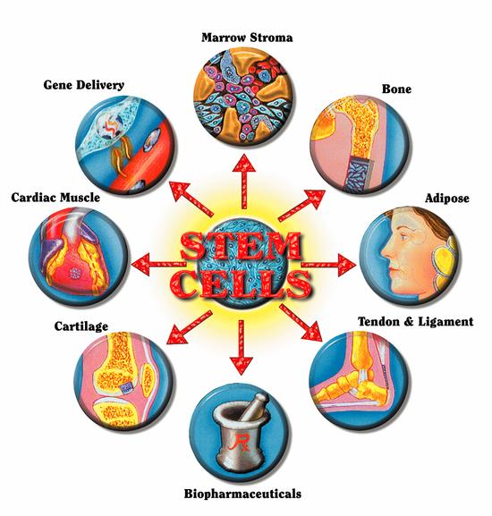 Adult Stem Cell Enhancers 32