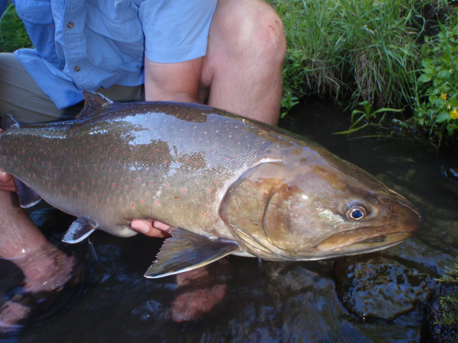 Montana Native Fish Bull Trout