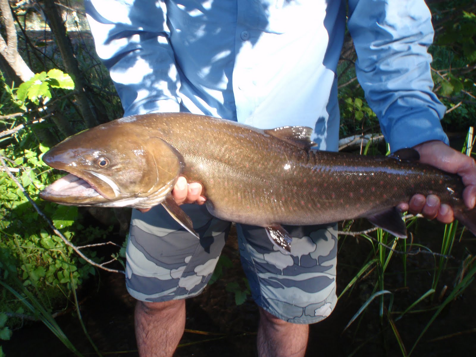 Montana Native Fish Bull Trout