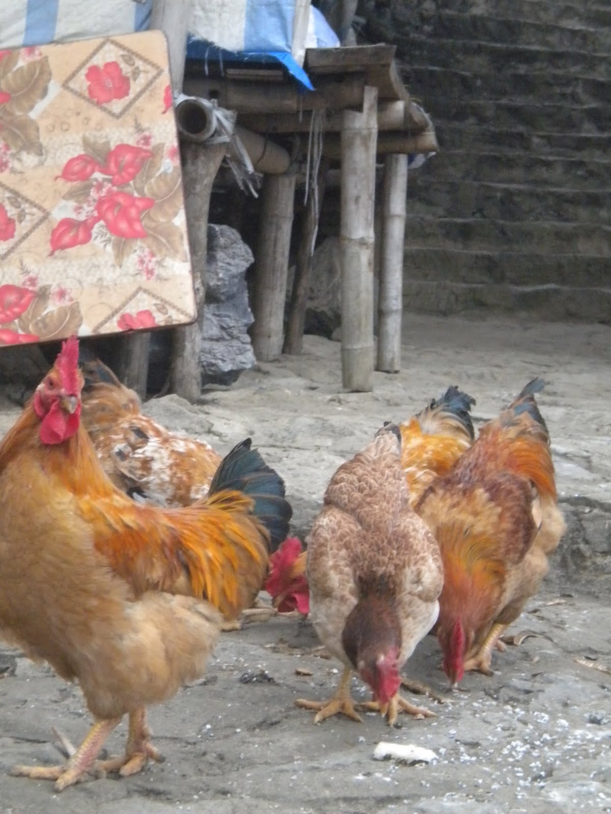 Tales from Vietnam Chicken in Vietnam