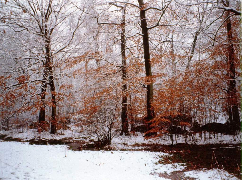 Картинки лес поздней осенью